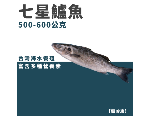 七星鱸魚