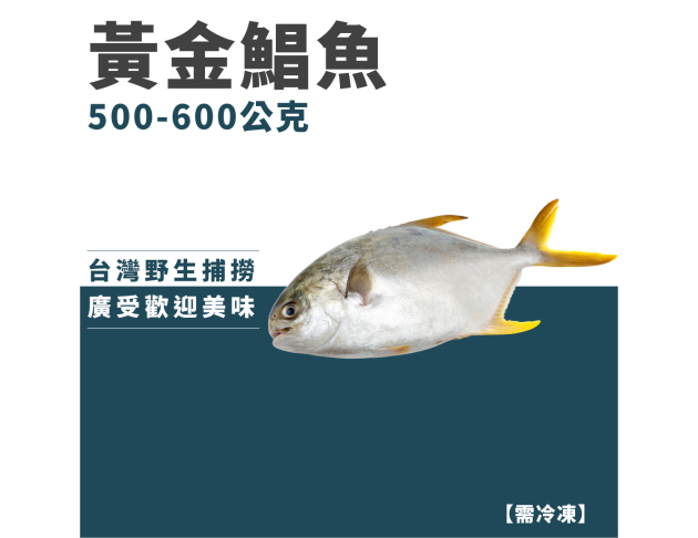 黃金鯧魚
