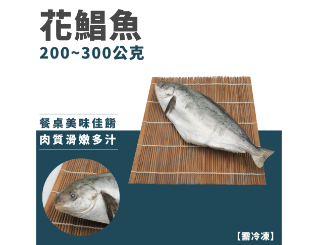 花鯧魚
