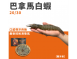巴拿馬白蝦20/30｜龍王白蝦
