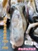 日本生食級生蠔